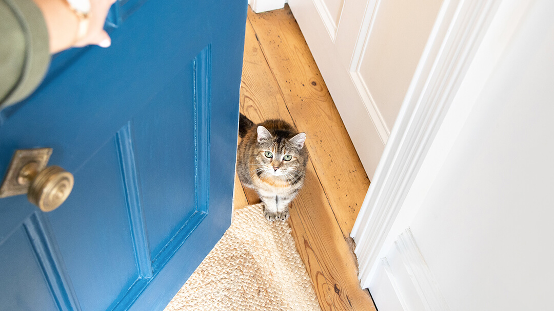 Easy fit cat outlet flap